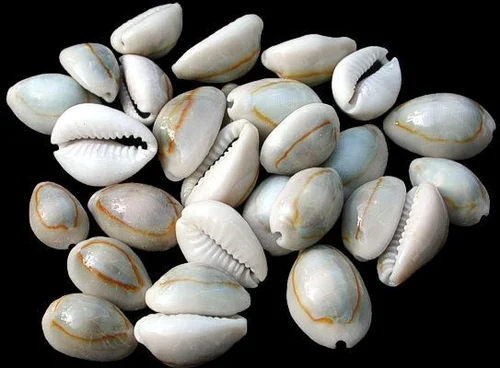 Cowrie Shells