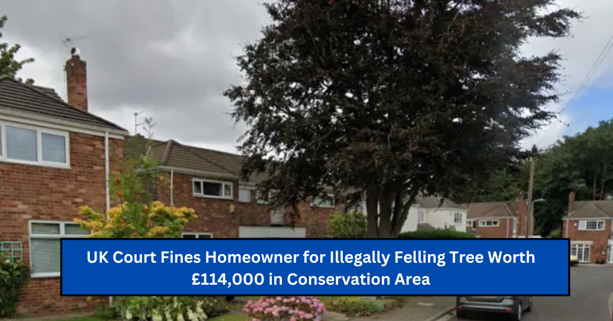 UK Court Fines Homeowner for Illegally Felling Tree Worth £114,000 in Conservation Area